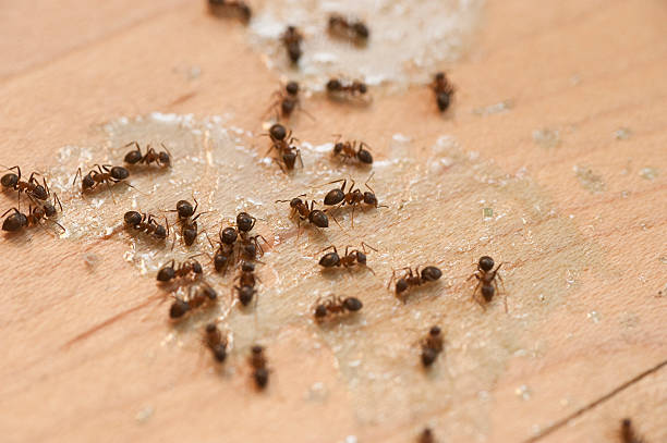 Best Bed Bug Extermination  in Burton, MI