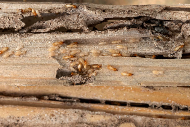Best Flea Control Services  in Burton, MI